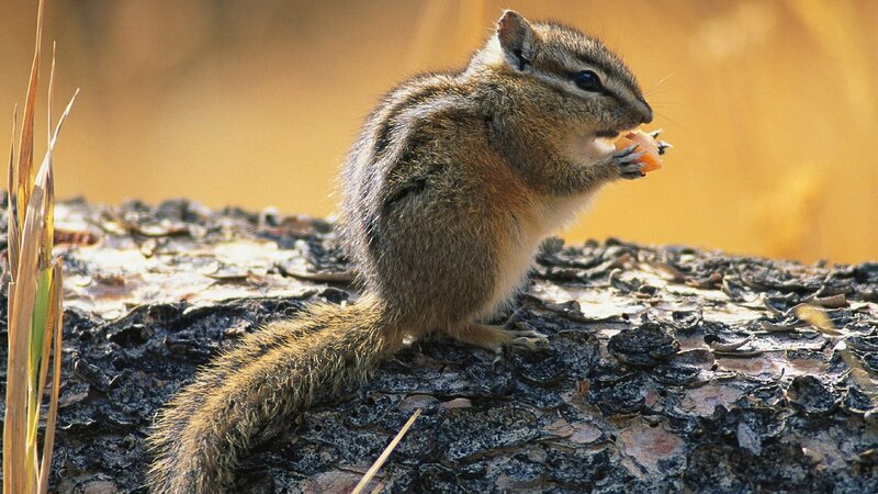 Chipmunk eating a seed