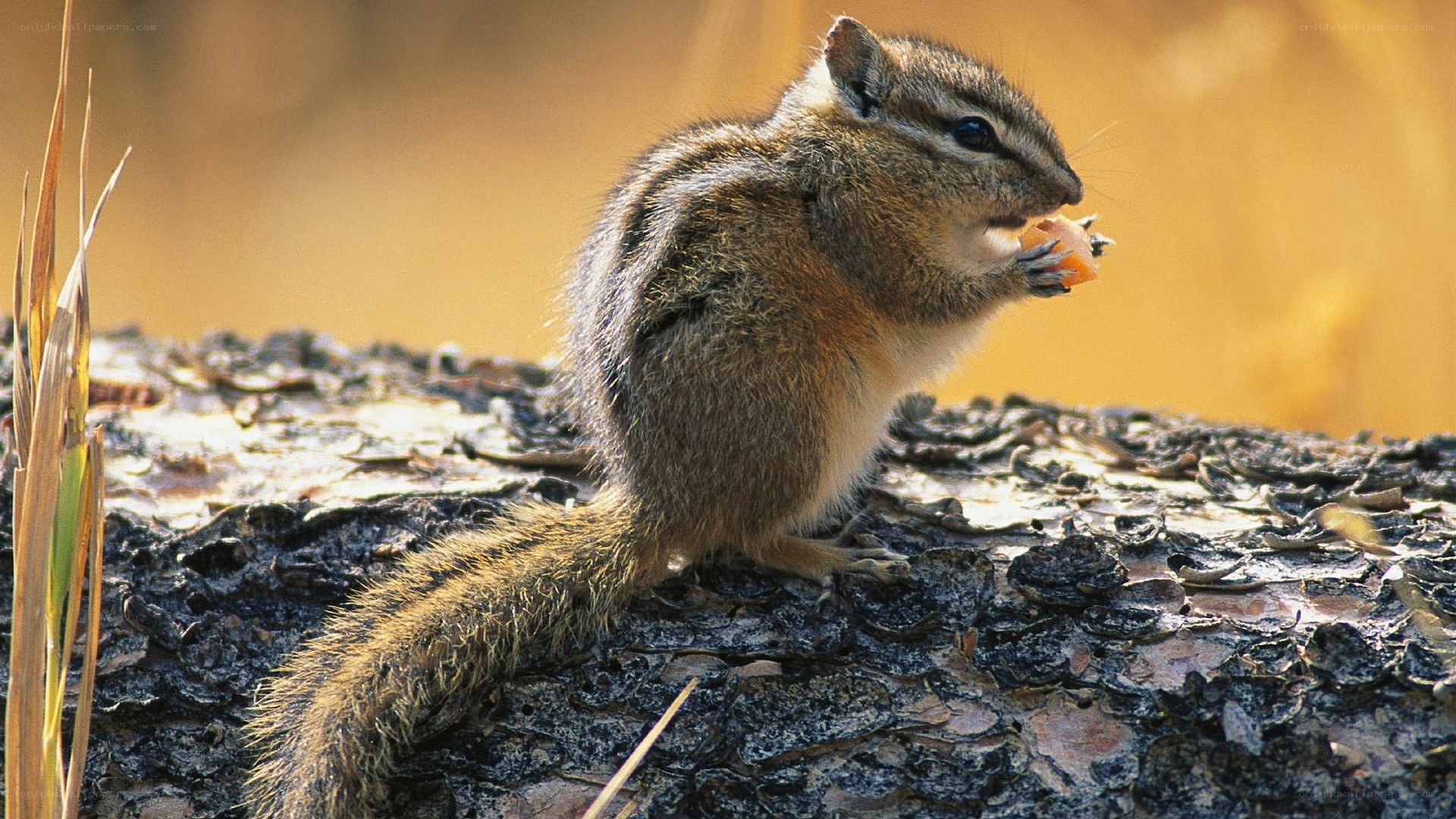 Chipmunk eating a seed