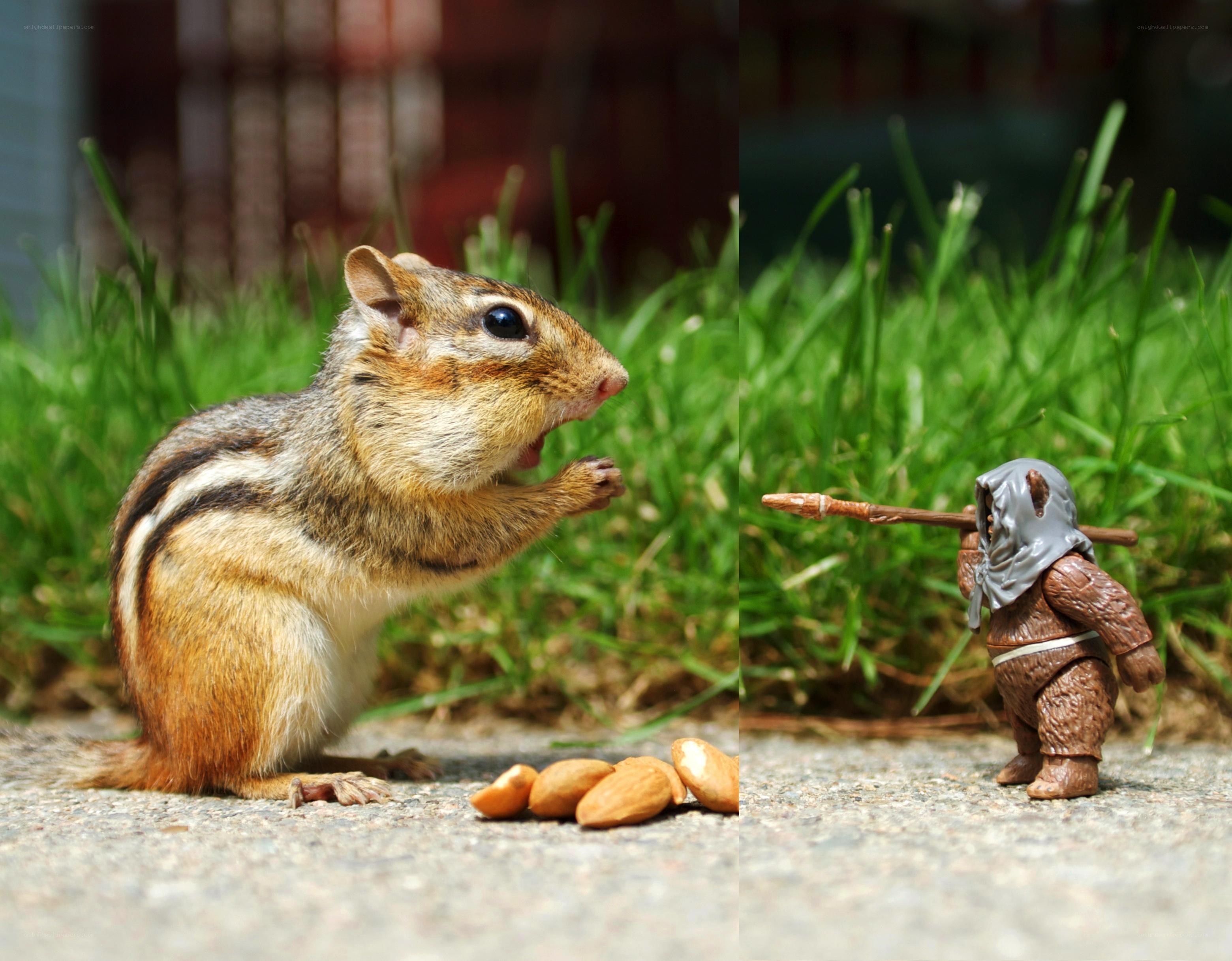 Chipmunk eating almonds
