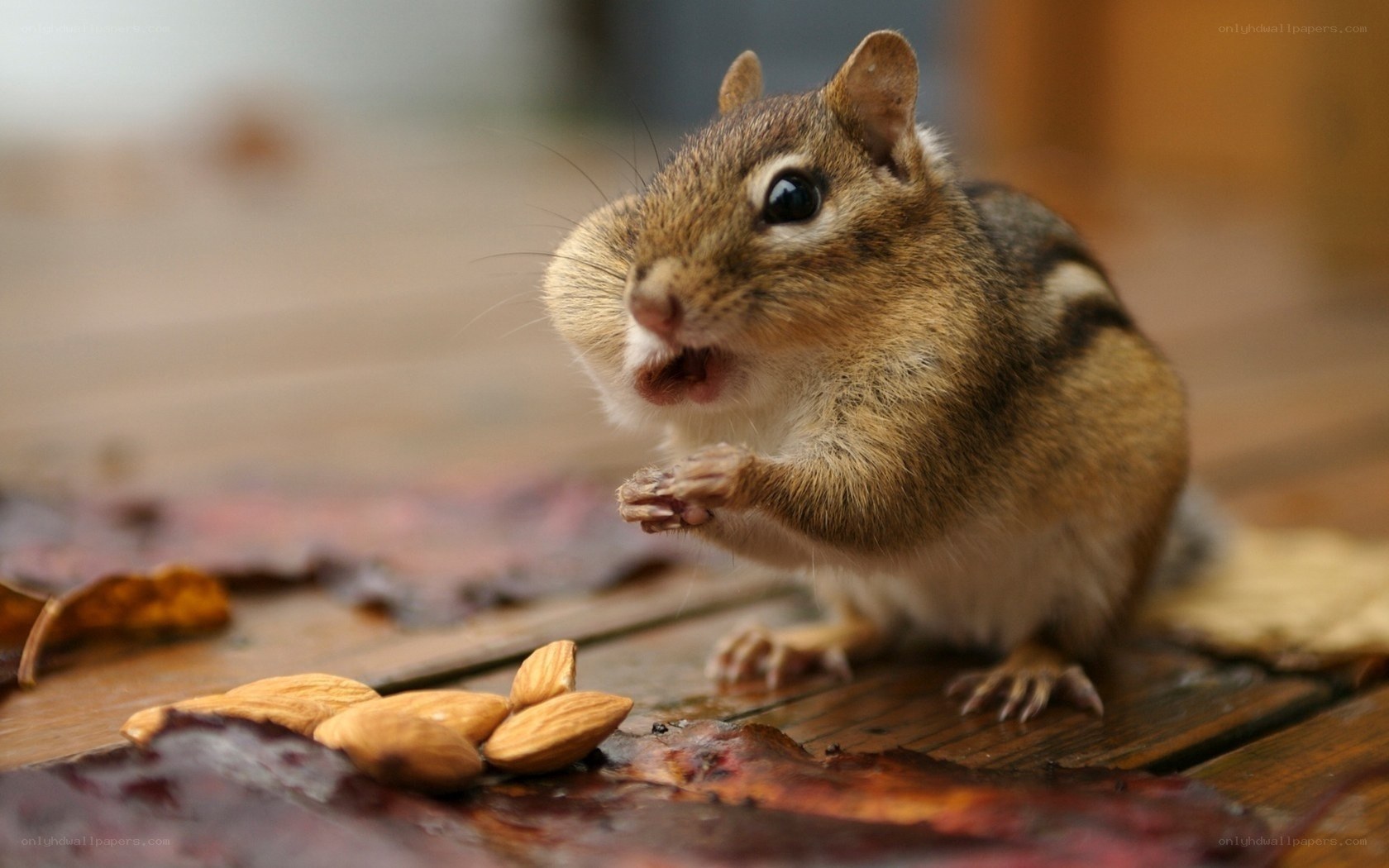 chipmunk eating almonds