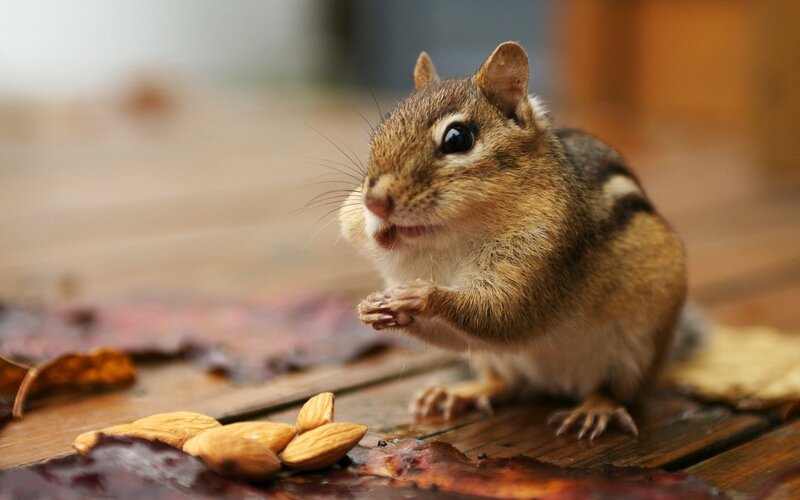 Chipmunk eating almonds