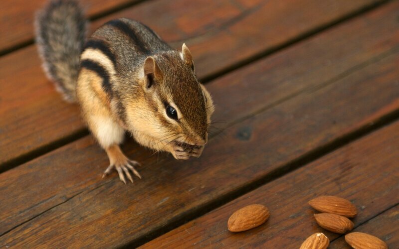 Chipmunk Eating Almonds — Brown, Calm, Afternoon