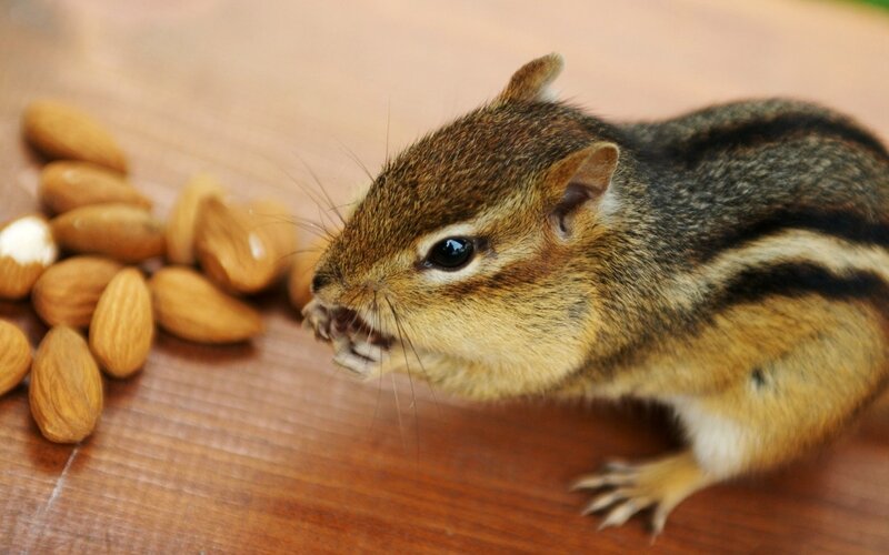 Chipmunk Eating Almonds — Brown, Calm, Photograph