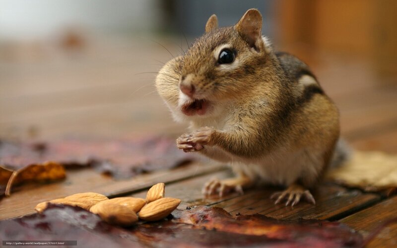 Chipmunk Eating Almonds — Brown, Calm