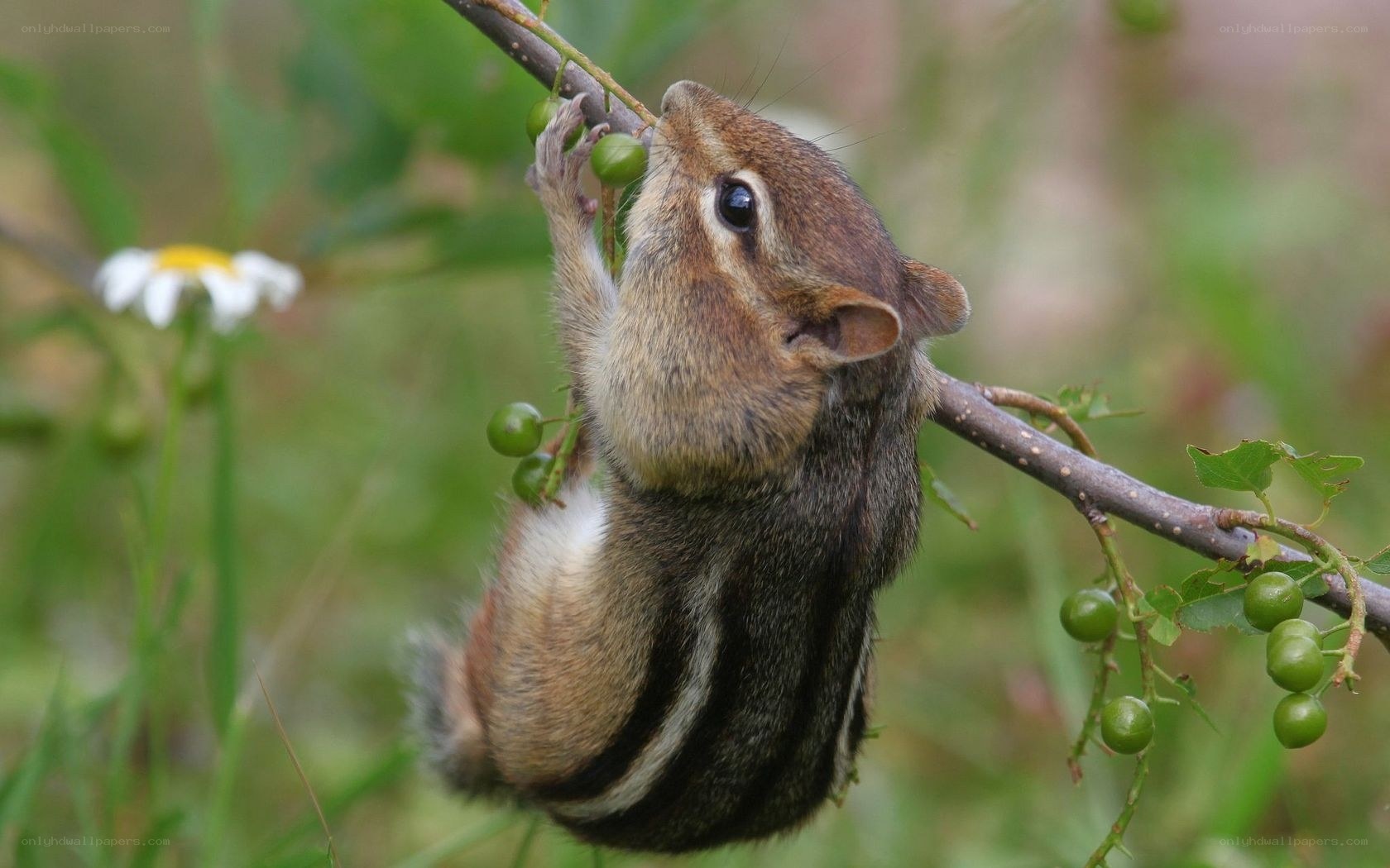 Chipmunk eating berries