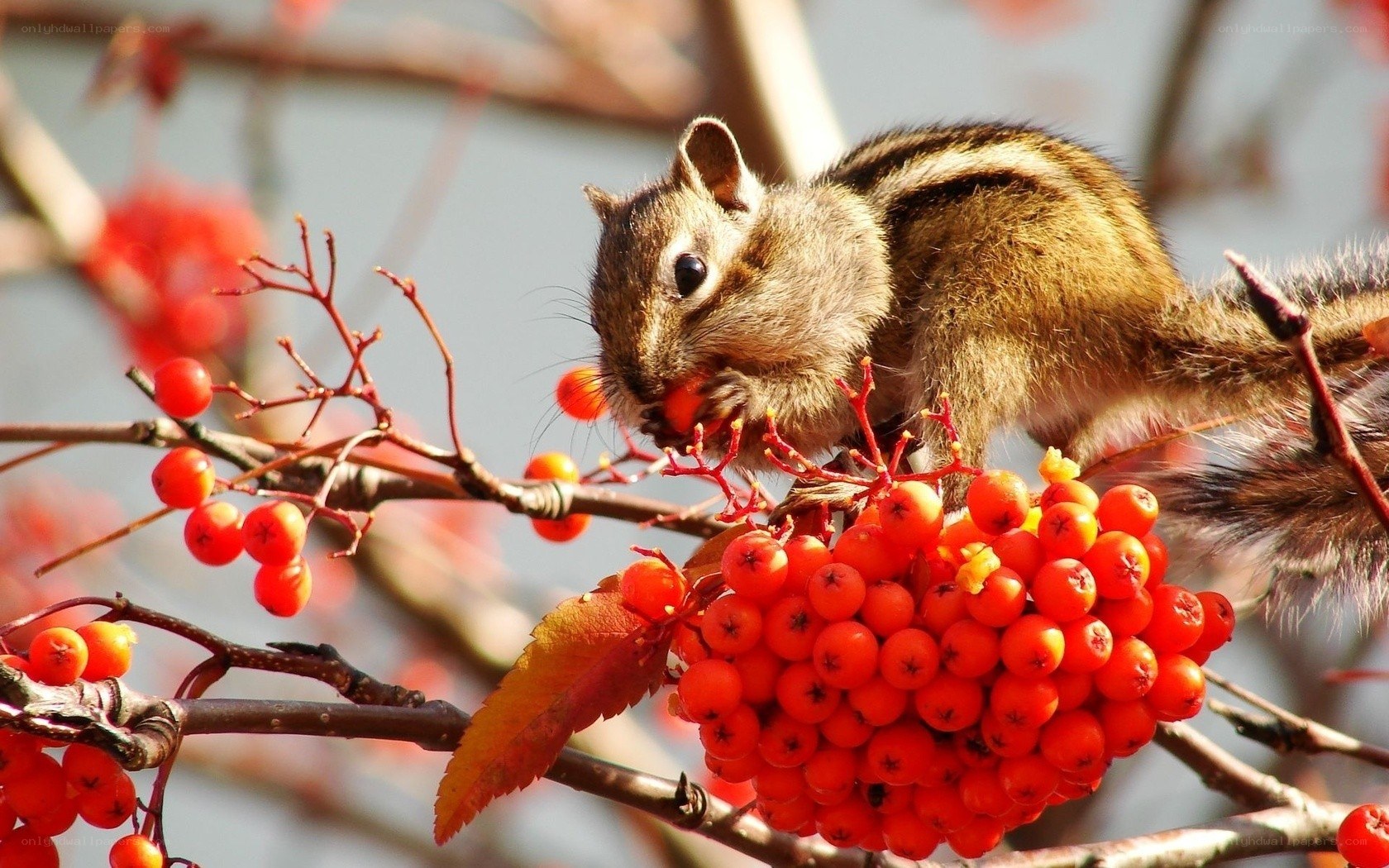Chipmunk eating berries