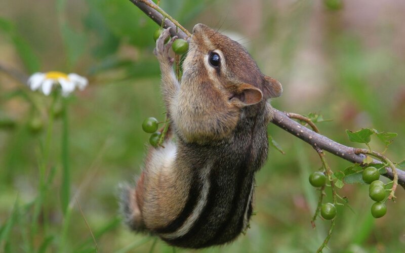 Chipmunk Eating Berries — Brown, Calm