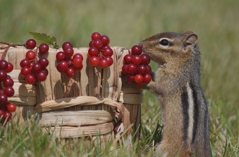 Chipmunk Eating Berries — Brown