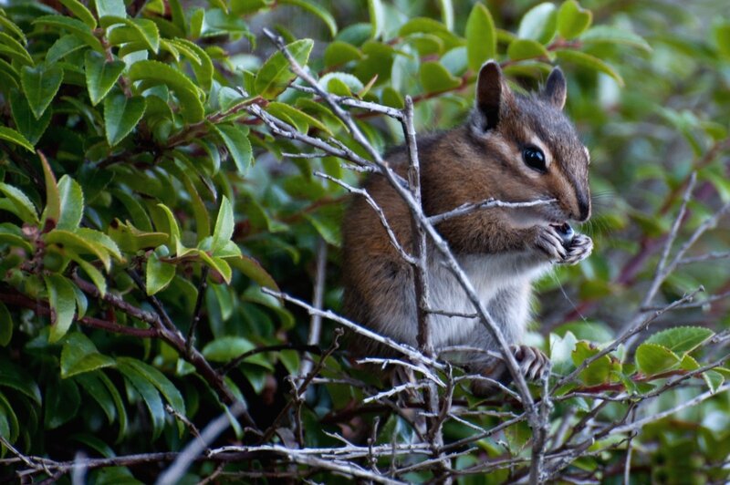 Chipmunk Eating Berries — Green
