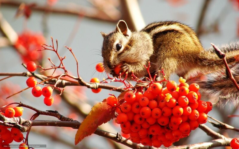 Chipmunk Eating Berries — Red, Calm, Autumn, Photograph