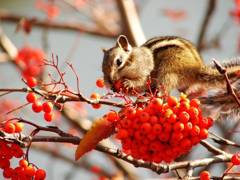 Chipmunk Eating Berries — Red, Calm, Autumn