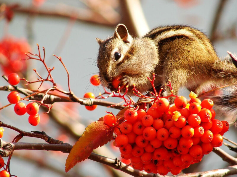 Chipmunk Eating Berries — Red