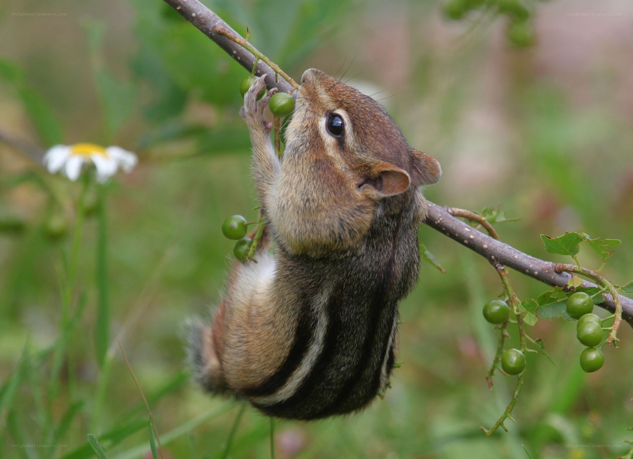 chipmunk eating berries