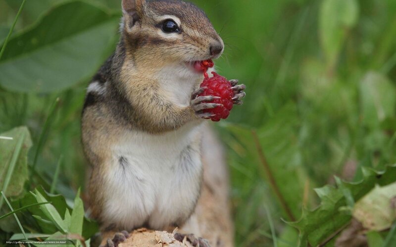 Chipmunk Eating Berry — Green
