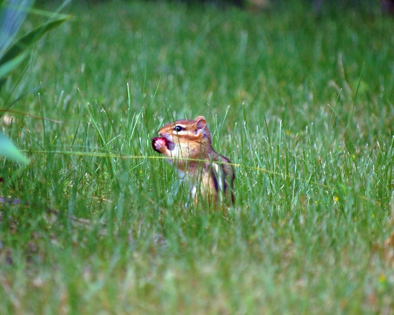 Chipmunk Eating Berry