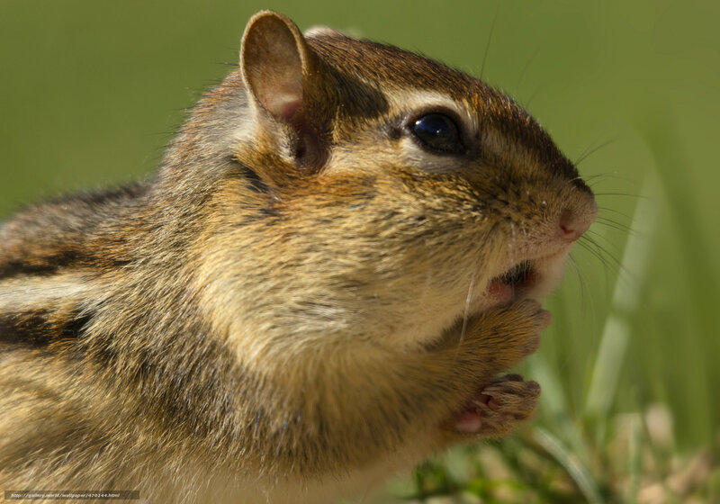 Chipmunk Eating — Brown, Calm, Afternoon, Photograph, Grass