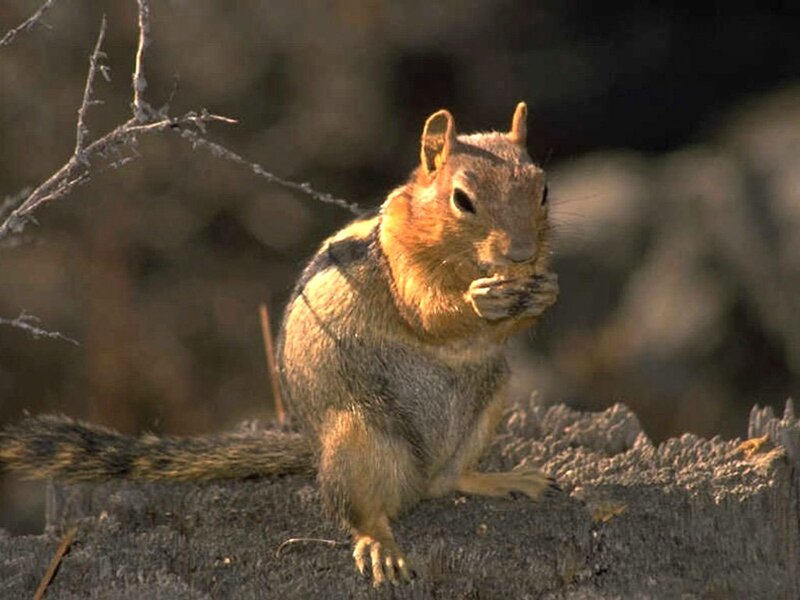 Chipmunk Eating — Brown, Calm, Afternoon, Photograph