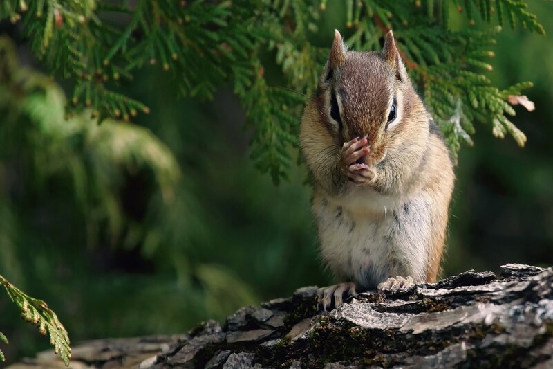 Chipmunk Eating — Brown, Calm, Afternoon, Photograph, Tree Branch, Evergreen Leaves, Green