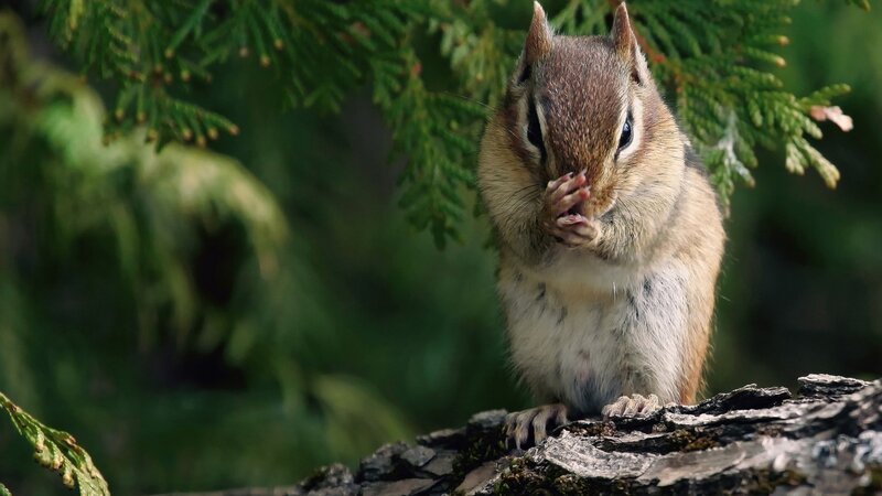 Chipmunk Eating — Brown, Calm, Afternoon, Photograph, Tree Branch, Evergreen Leaves