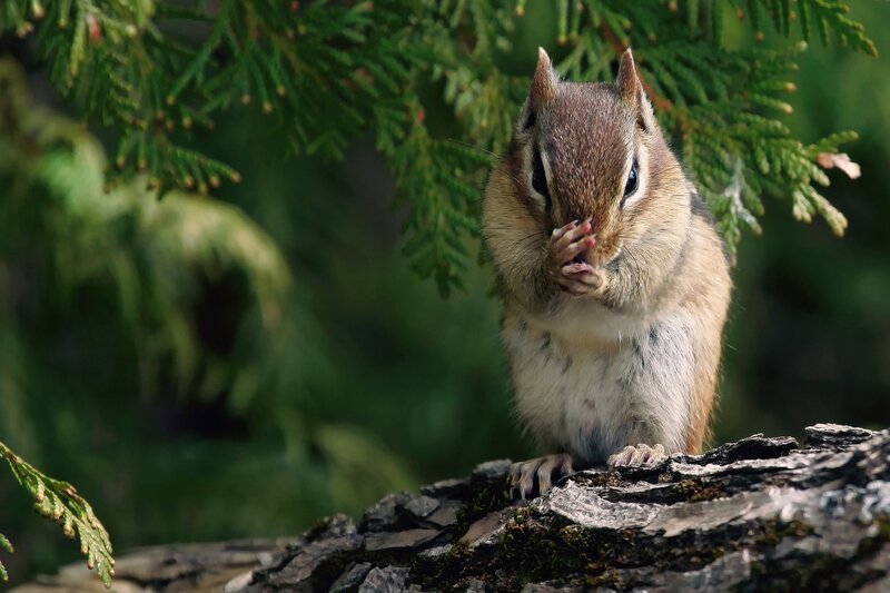 Chipmunk Eating — Brown, Calm, Afternoon, Photograph, Tree Branch, Green Leaves