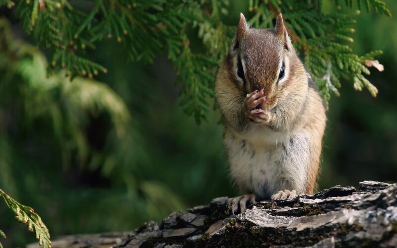 Chipmunk Eating — Brown, Calm, Afternoon, Photograph, Tree Branch