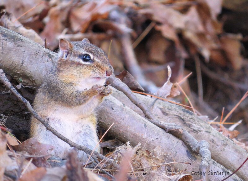 Chipmunk Eating — Brown, Calm, Autumn