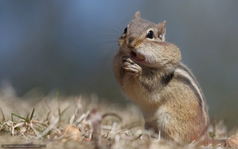 Chipmunk Eating — Brown, Calm, Morning
