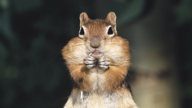 Chipmunk Eating — Brown, Curious