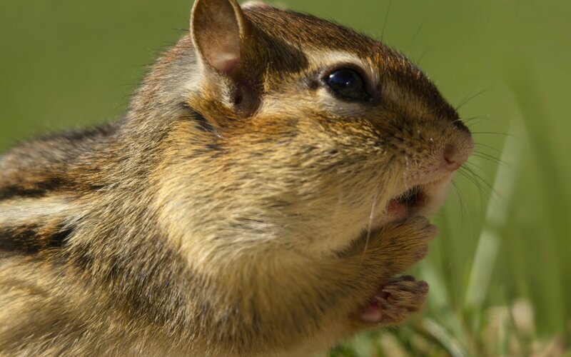 Chipmunk Eating — Calm