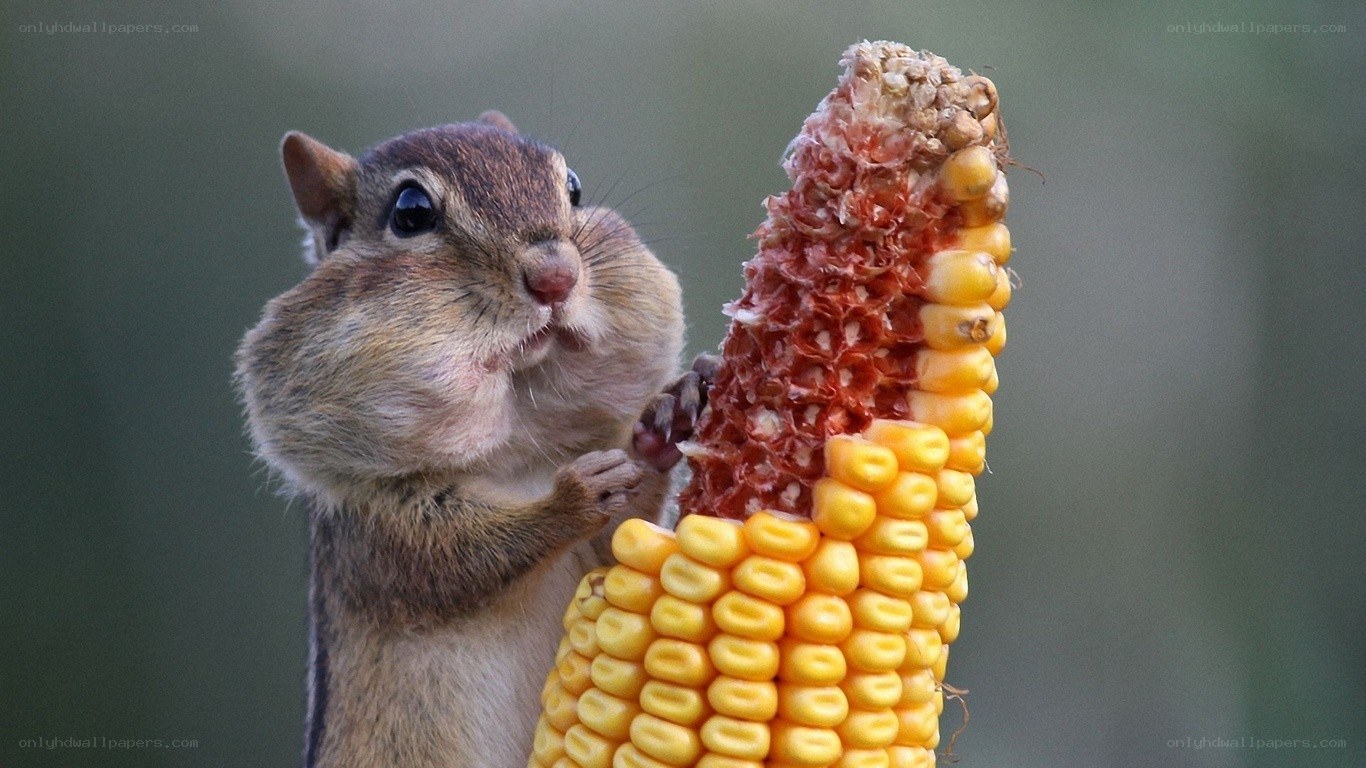 chipmunk eating corn