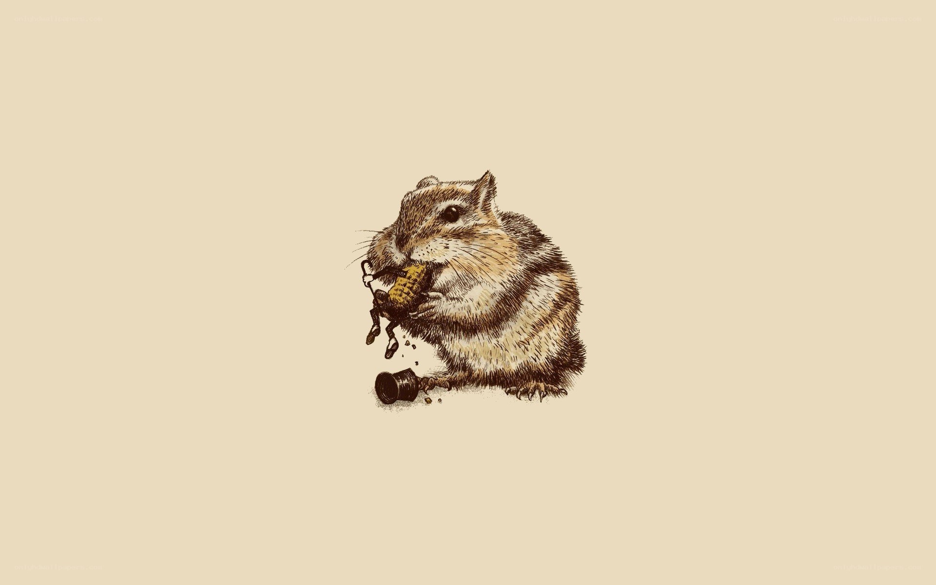 chipmunk eating corn