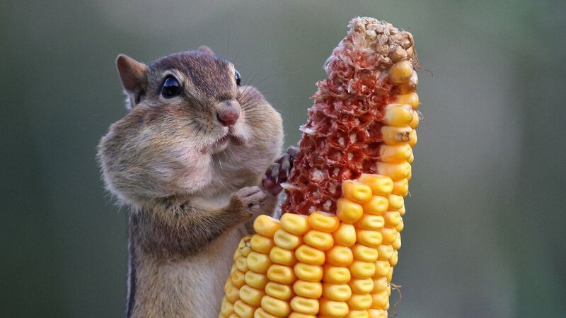Chipmunk Eating Corn — Brown