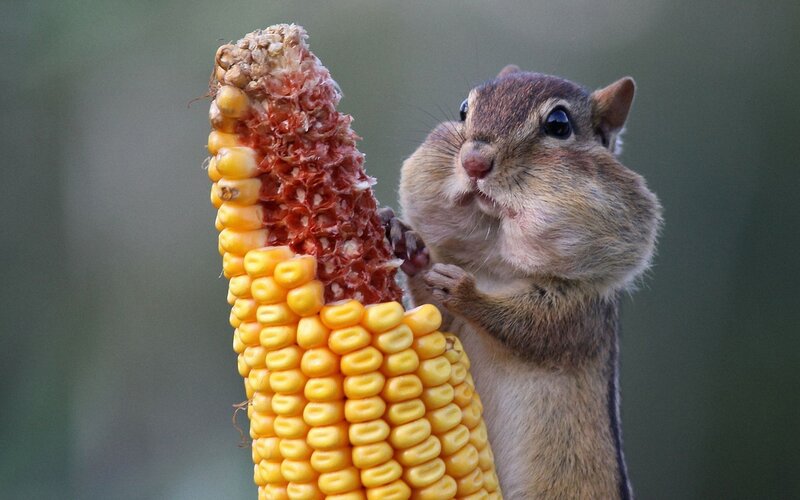 Chipmunk Eating Corn — Yellow, Calm, Photograph, Corn Cob, Brown