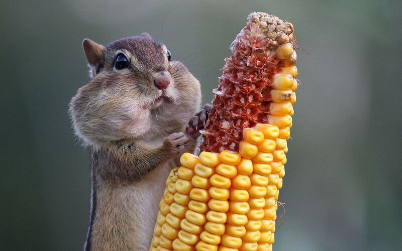 Chipmunk Eating Corn — Yellow, Calm, Photograph, Corn Cob