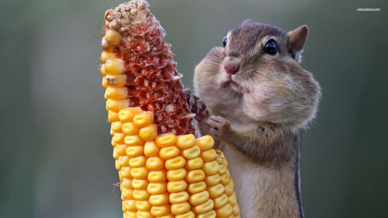 Chipmunk Eating Corn — Yellow, Calm, Photograph