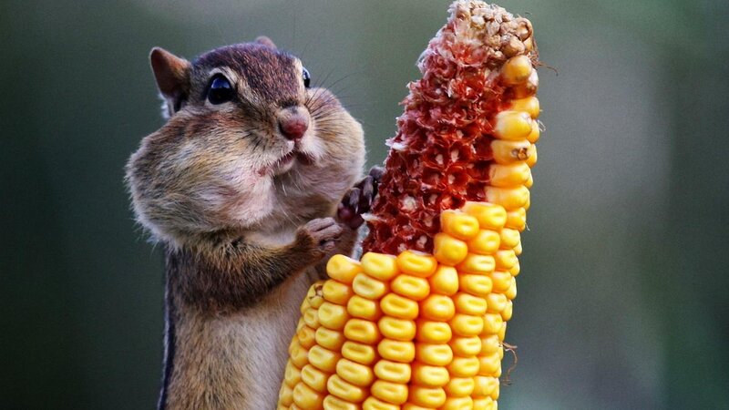 Chipmunk Eating Corn — Yellow, Calm