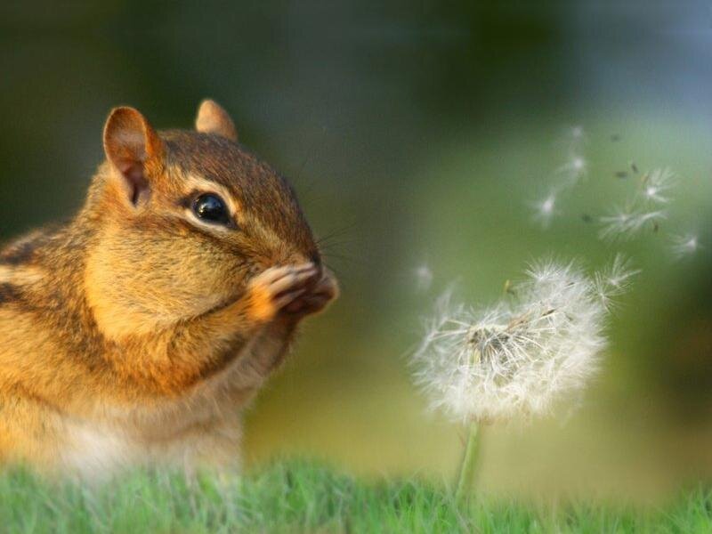 Chipmunk Eating Dandelion — Green