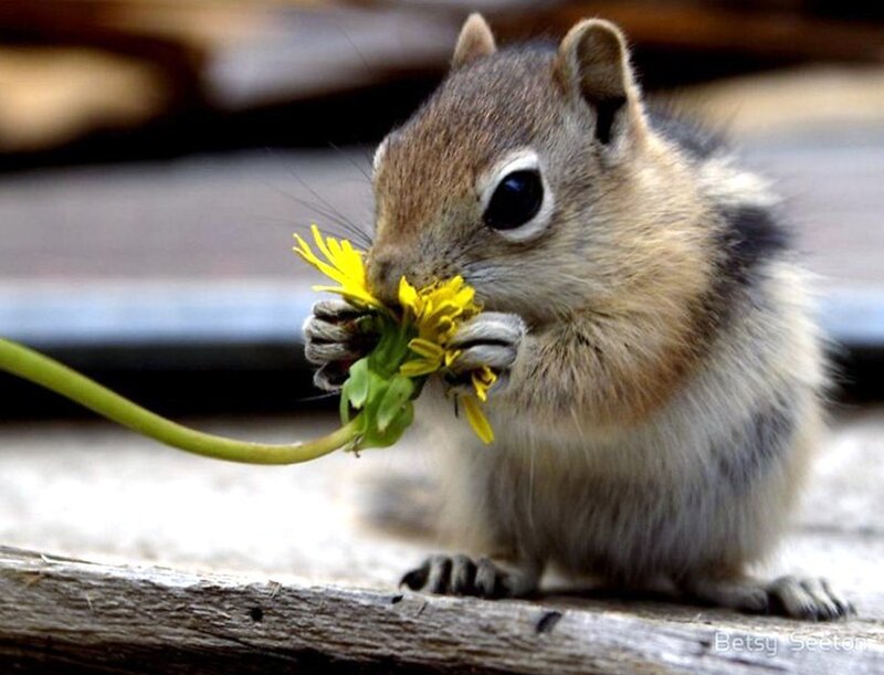 chipmunk eating dandelion