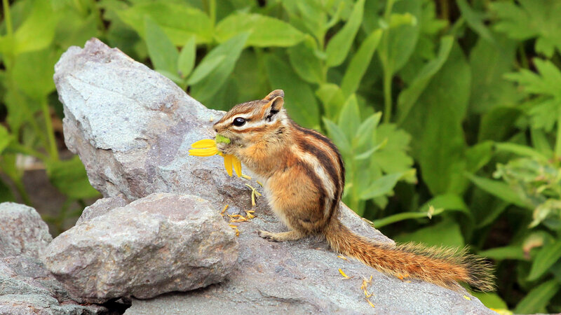 Chipmunk Eating Flower — Brown, Calm