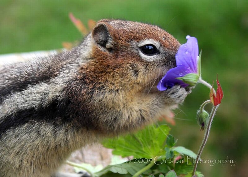 Chipmunk Eating Flower