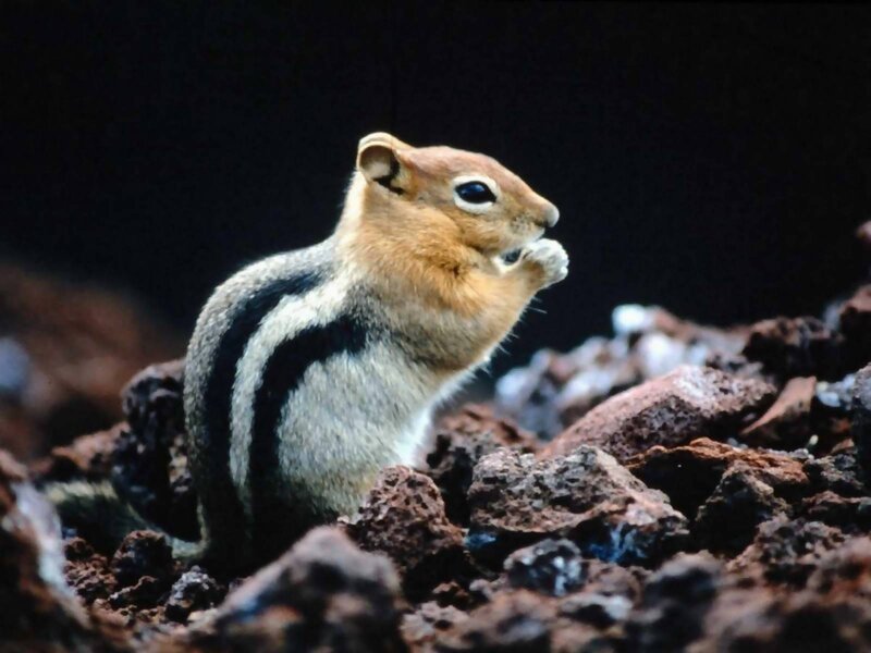 Chipmunk Eating Food — Brown, Alert
