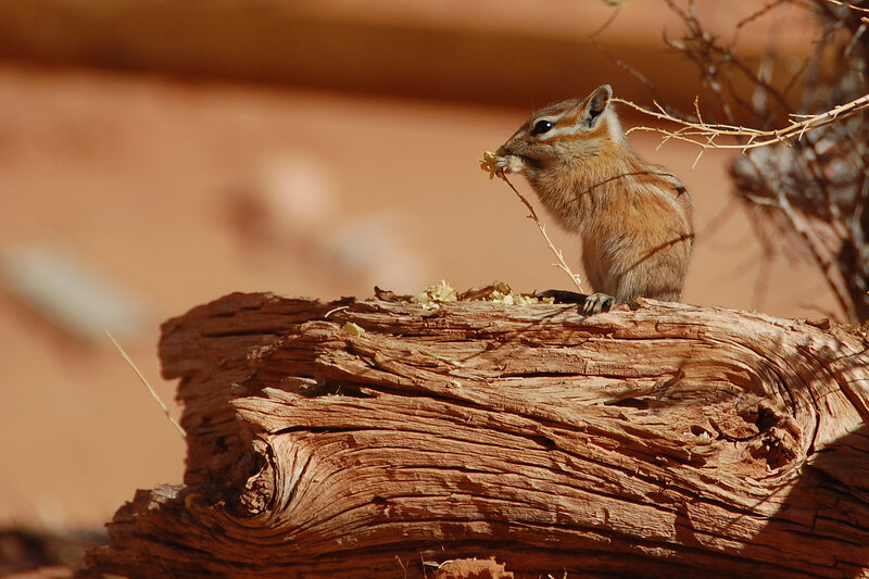 Chipmunk Eating Food — Brown, Calm, Afternoon, Photograph, Log, Branch