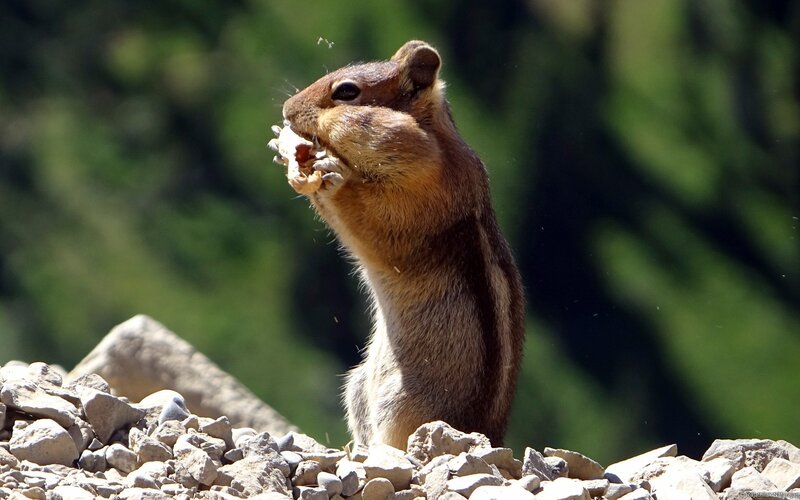 Chipmunk Eating Food — Brown, Calm, Afternoon, Photograph, Rocks, Greenery