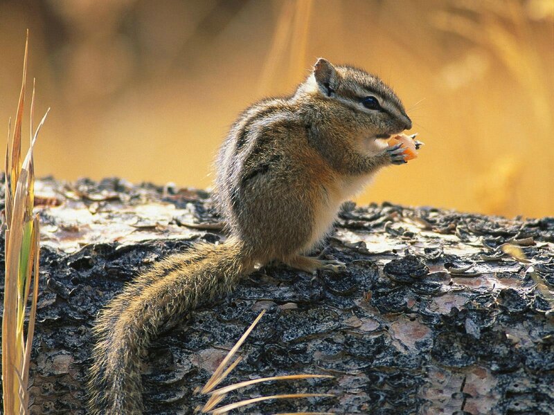 Chipmunk Eating Food — Brown, Calm, Afternoon