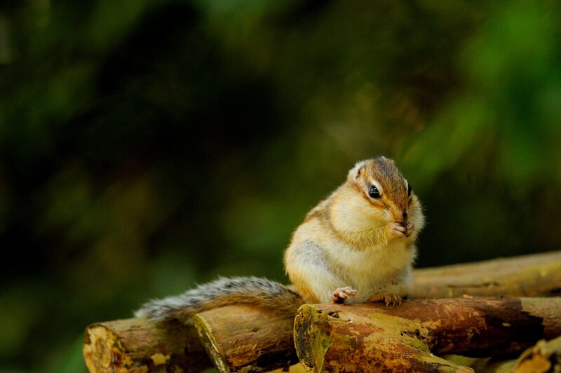 Chipmunk Eating Food — Brown, Calm, Photograph