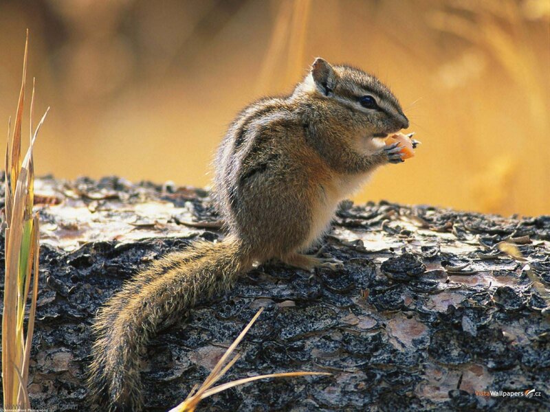 Chipmunk Eating Food — Brown, Calm