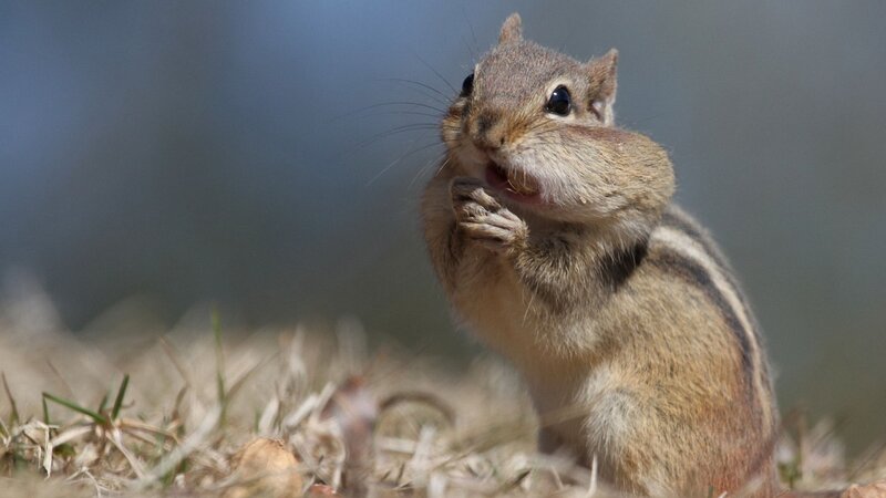 Chipmunk Eating Food — Brown, Natural, Morning