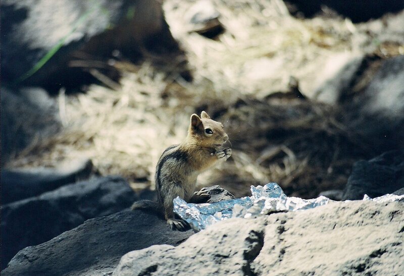 Chipmunk Eating Food — Brown, Natural