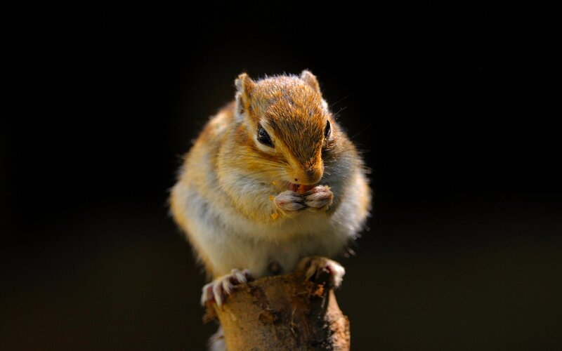 Chipmunk Eating Food — Brown