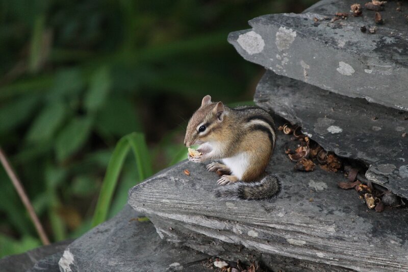 Chipmunk Eating Food — Gray